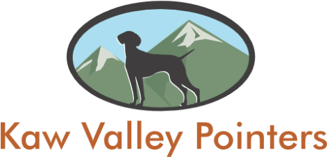Kaw Valley Pointers - Dog (470x283), Png Download