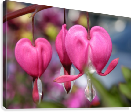 Bleeding Heart Flower Photograph Canvas Print - Canvas Print (429x367), Png Download