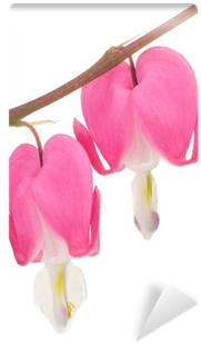 Pink Bleeding Heart Flowers On White Wall Mural • Pixers® - Bleeding Heart Flower White Background (400x400), Png Download