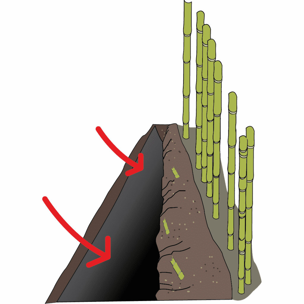 Place The Barrier Into The Dug Trench With 2” Exposed - Acanthocereus Tetragonus (1024x1024), Png Download