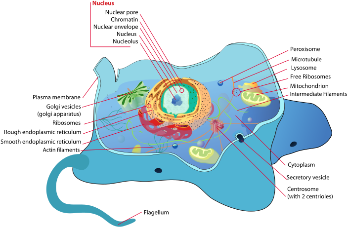 Animal Cell Structure En-svg - Membrane Bound (724x484), Png Download