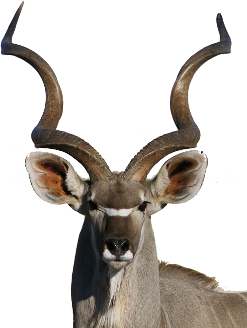 Cx - Kudu Painting (525x700), Png Download