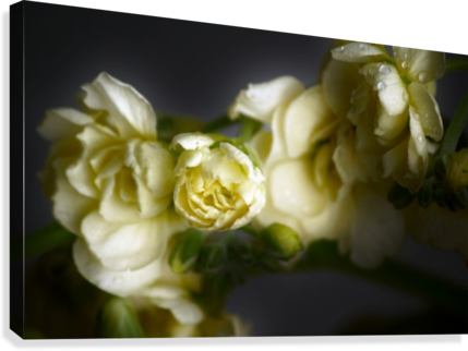 Fps-0016 Canvas Print - Garden Roses (429x322), Png Download