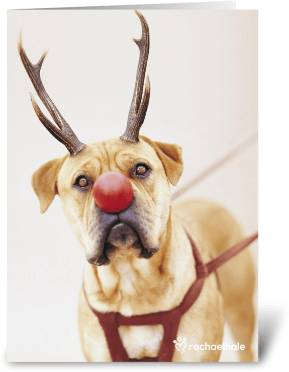 A Red Nose Will Get You Everywhere Greeting Card - Reindeer (700x792), Png Download
