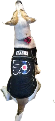 Join Us At Our 2nd Annual Drink & Drool, Cheap A Flyers - Police Dog (298x540), Png Download