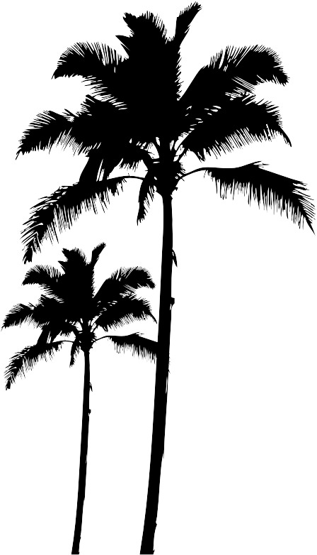 Палми Пнг (700x800), Png Download