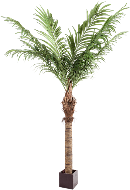 Palmera Artificial Alt - Palm Trees (700x700), Png Download