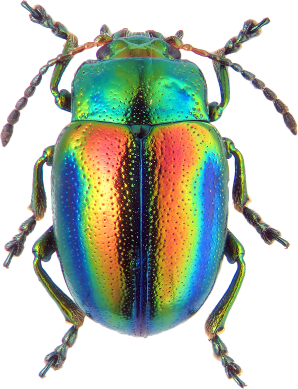 Chrysolina Fastuosa (601x784), Png Download