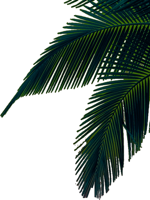 Overlay Transparent Palm Tree (480x638), Png Download