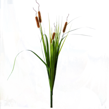 70 Cm - Hierochloe (350x350), Png Download