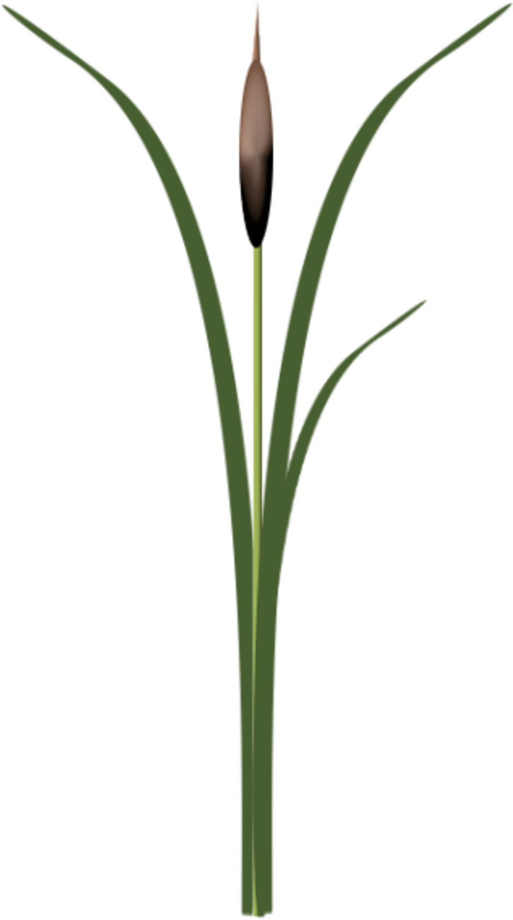 Rose Des Sables Png - Monocotyledon (800x1371), Png Download