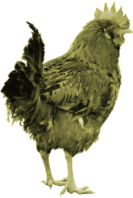 Our Planet Is In Trouble - Ser Una Gallina (800x800), Png Download