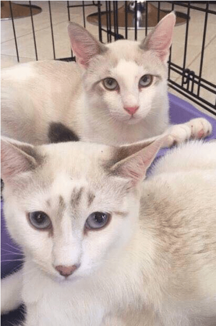 Photo Of Ak2277 & Ak2278 Dash & Knuckles - Domestic Short-haired Cat (638x638), Png Download