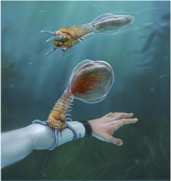 "a Combination Between A Leech And A Tick - Subnautica Fish (640x360), Png Download