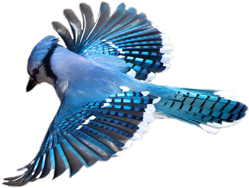 Birdwatching Blue Jay Flight - Blue Jay Png (845x636), Png Download