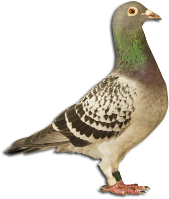 Homing And Racing Pigeons From Stock Top - Bird Full Body (600x510), Png Download