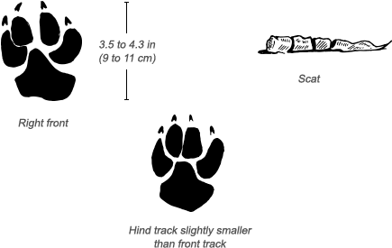 Spotted Hyena Tracks - Spotted Hyena Paw Print (484x326), Png Download