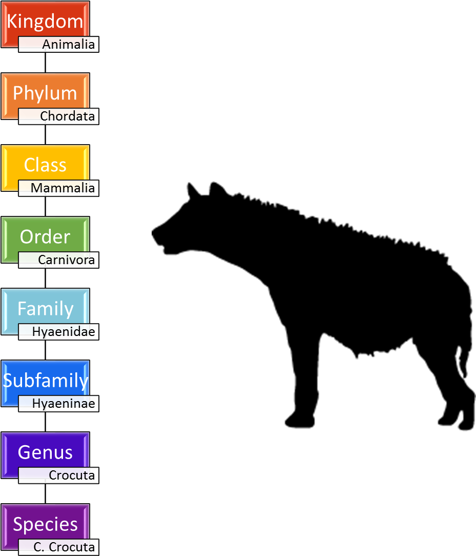 Taxonomy Of The Spotted Hyena - Uber Decals Vinyl Wall Decal Sticker Hyena 701 45x57 (950x1103), Png Download
