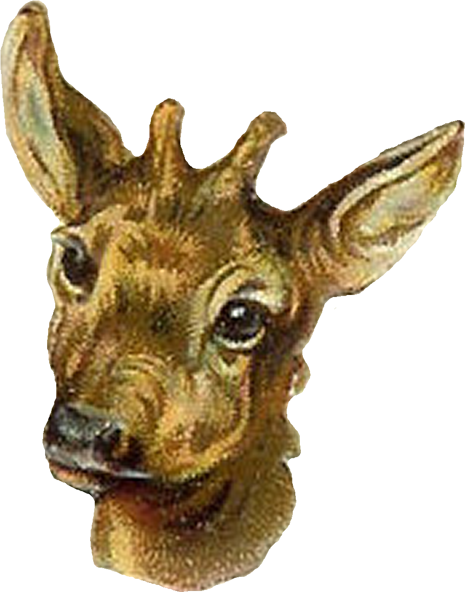 Antelope Digital Clip Art - Roe Deer (1096x1309), Png Download