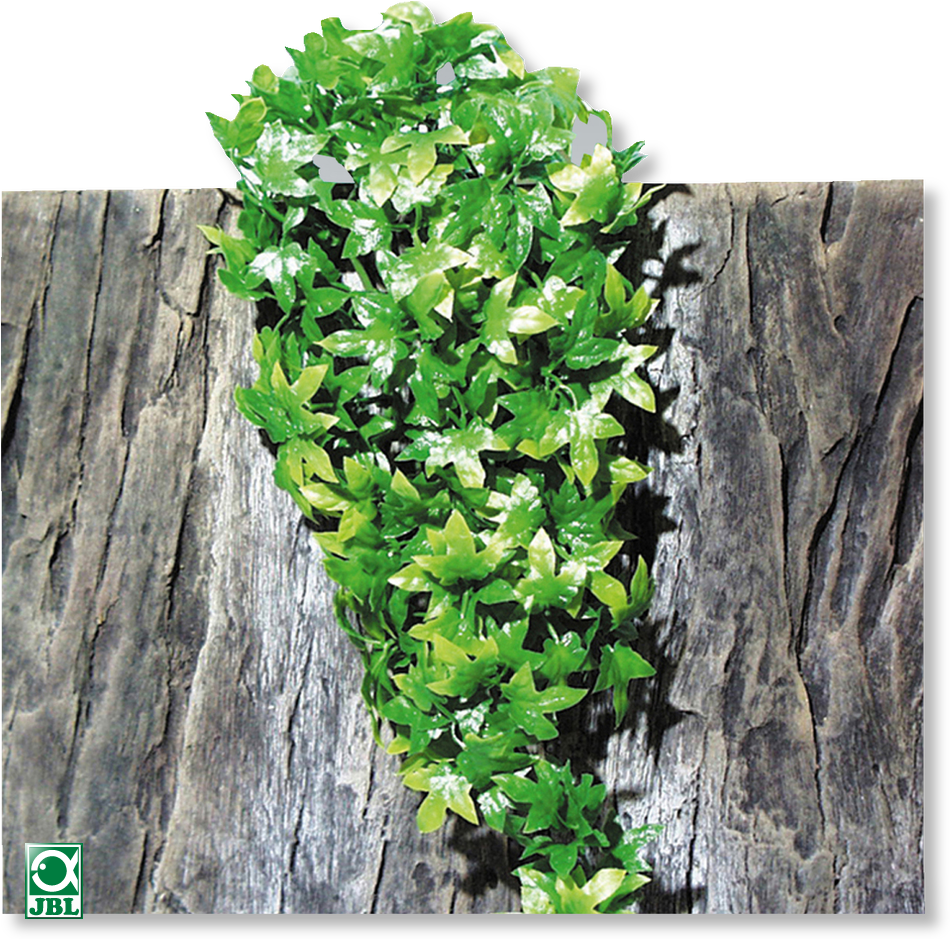 Source - Www - Jbl - De - Report - Hanging Plants Png - Jbl Terraplanta Congo Ivy Medium Artifical Plant (960x948), Png Download