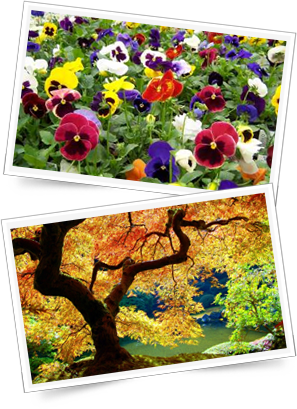 Autumn Hanging Baskets - Japanese Maple (297x409), Png Download