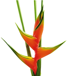 Heliconia - Transparent Lobster Claw Plant (400x400), Png Download