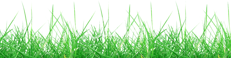 Grass Meadow Weed Transparent Background - Grass Transparent Background (800x204), Png Download