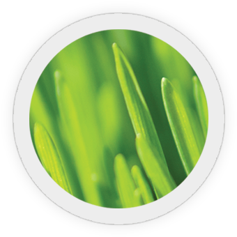 Lawn Care Program - Close-up (371x356), Png Download
