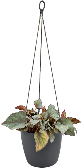 Home > Collection > Brussels Hanging Basket - Elho Loft Urban Hanging Basket 20cm Taupe (750x750), Png Download