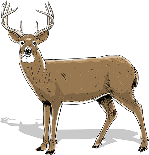 One And A Half Year Old Buck - White Tailed Deer Shifting Muscles (480x505), Png Download