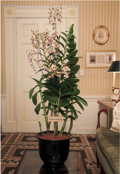 Singapore To Name Orchid Hybrid After Obamas - Dendrobium Barack And Michelle Obama (1010x568), Png Download