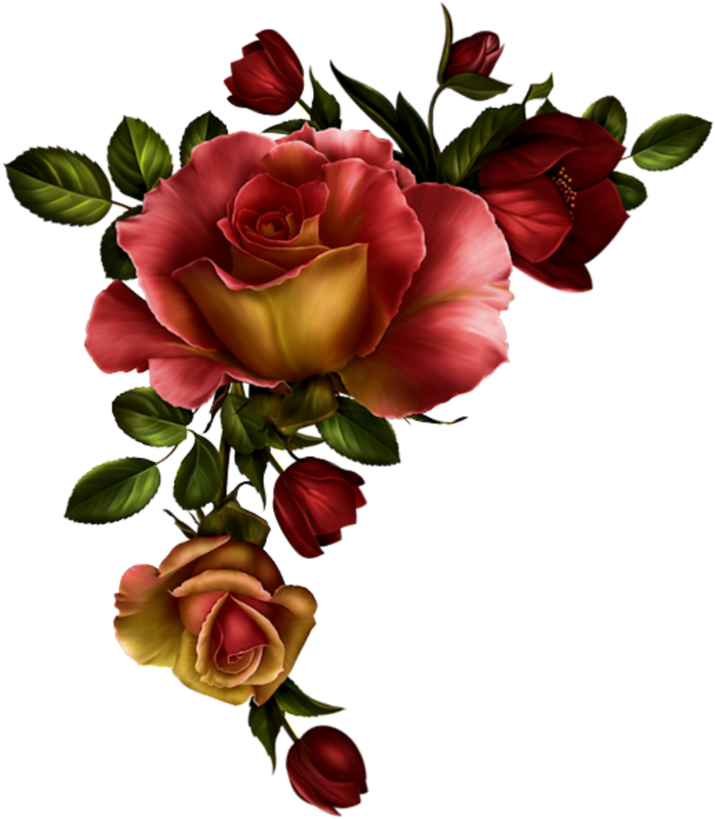 Red Rose Clipart Divider - Watercolor Red Flowers Png (800x914), Png Download