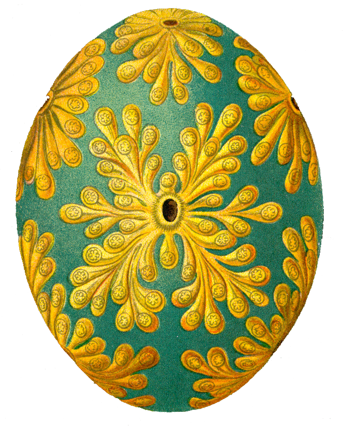 Ernst Haeckel Egg (680x848), Png Download