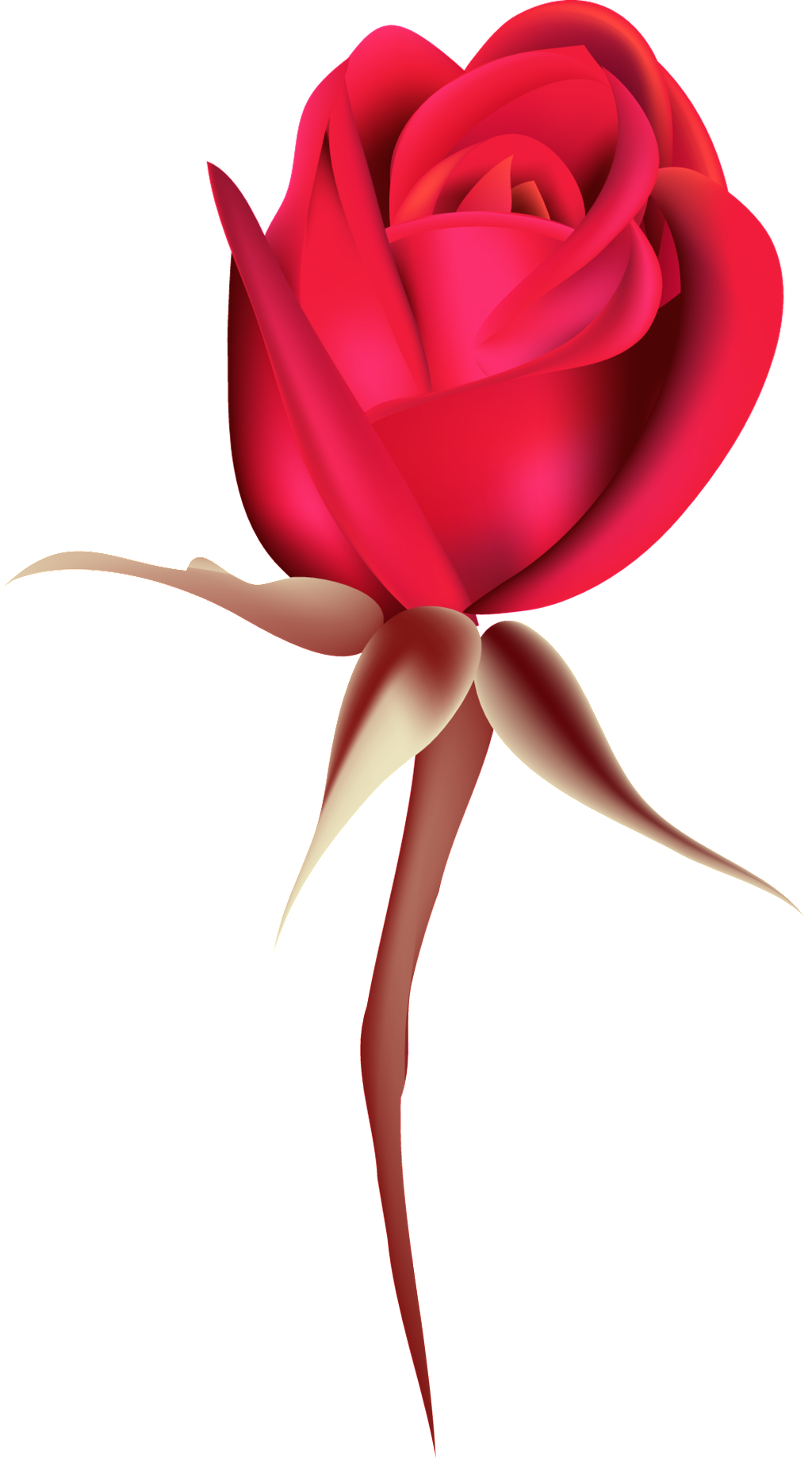 Rosa Roja Rosa Png Ornamental - Rose (1024x1837), Png Download