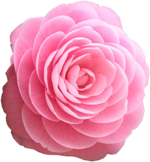 Beautiful Clipart Rosa - Pink Rose Clipart Png (1131x707), Png Download