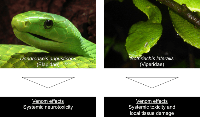 Examples Of Species From The Two Most Important Venomous - Eastern Green Mamba (850x495), Png Download