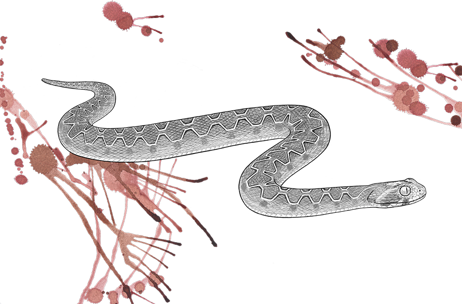 Venomous Pharmaceuticals Echis Carinatus © Phoebebell - Echis Carinatus (913x600), Png Download