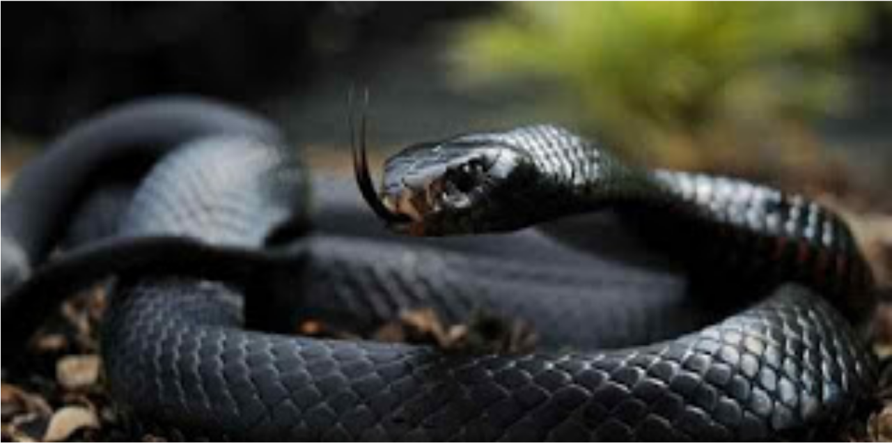 Black Mamba Is The World's Fastest, Teetotal And Deadly - Black And Red Snake Photography (1280x1280), Png Download