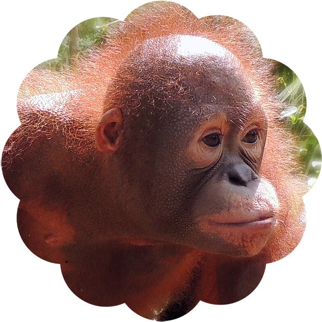 Bayat - Orangutan Foundation International (676x676), Png Download