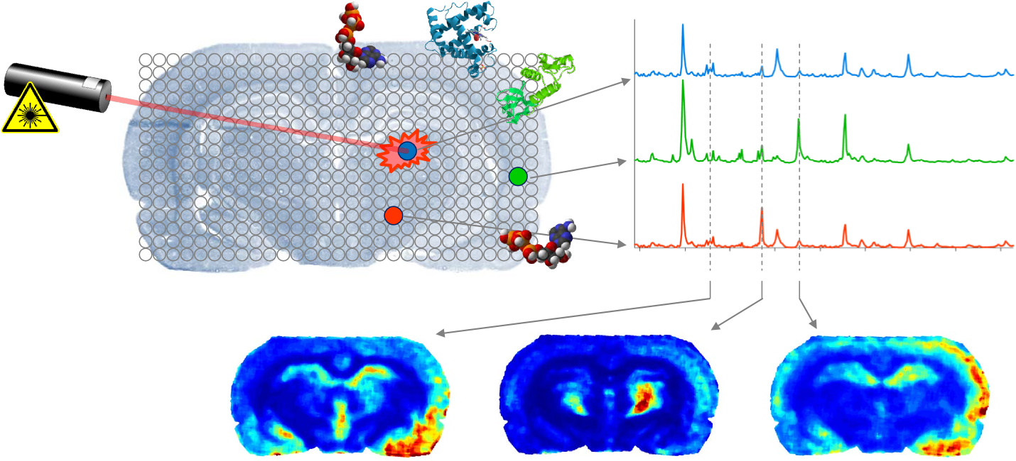 For The Identification Of Proteins, Metabolites, Lipids - Maldi Imaging (1430x661), Png Download