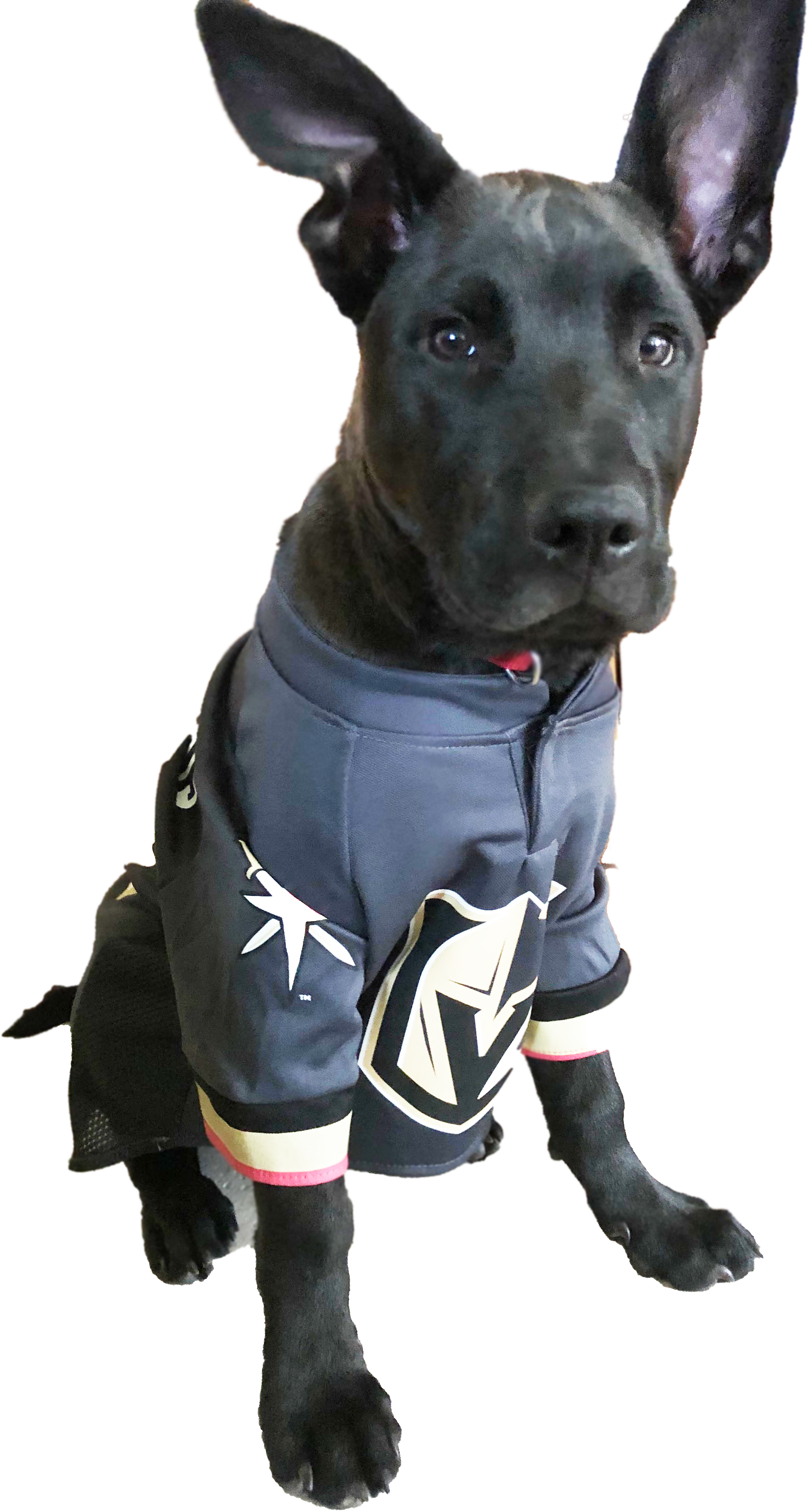 Vegasgoldenknightspup - Las Vegas (2054x3844), Png Download