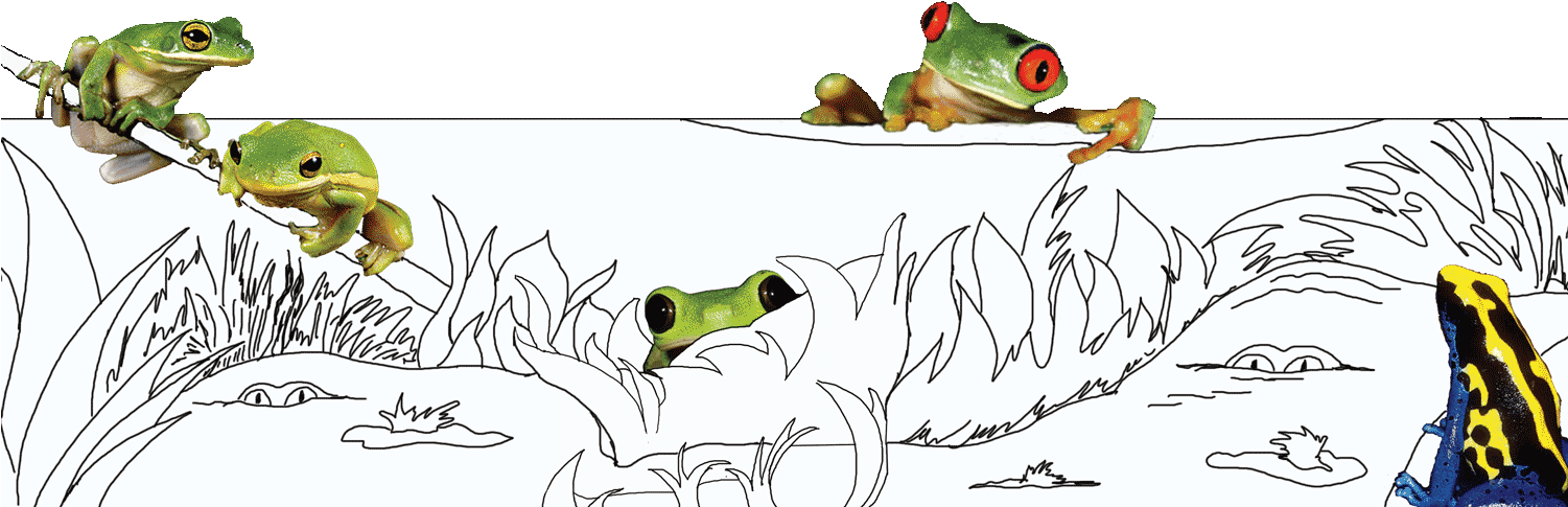 I - Two Frogs (1500x600), Png Download