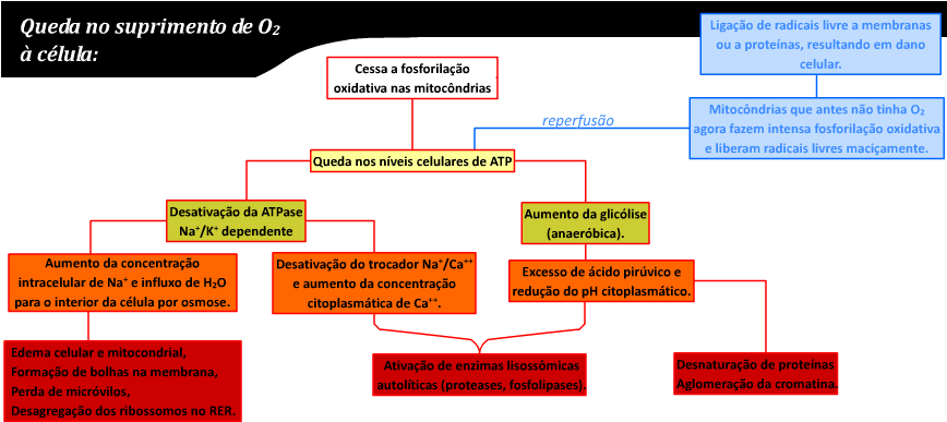 Lesão Por Hipóxia - Hipoxia Tecidual (867x397), Png Download