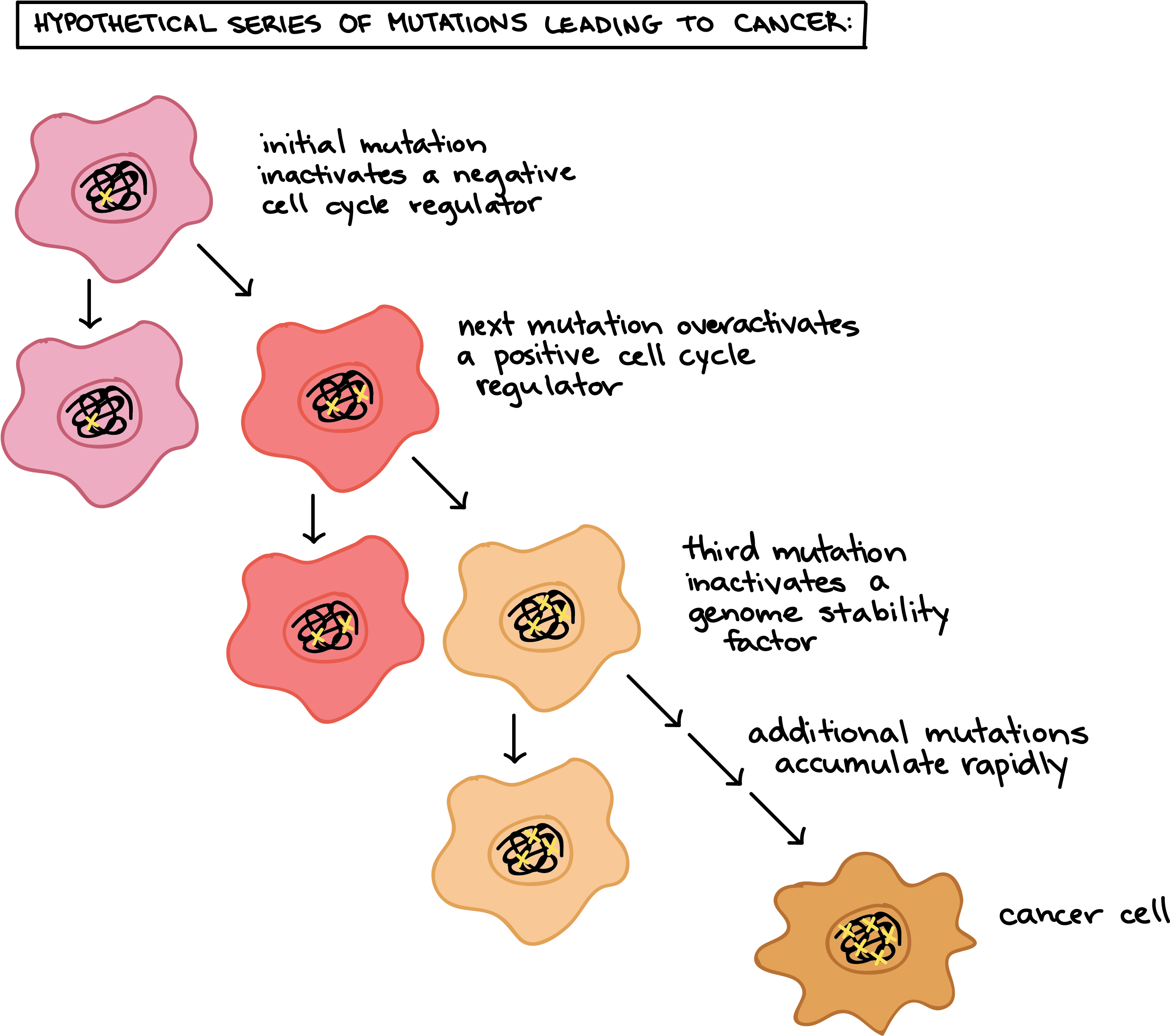 Clip Freeuse Library Cancer And The Cell Cycle Biology - Cancer And The Cell Cycle (3531x2631), Png Download