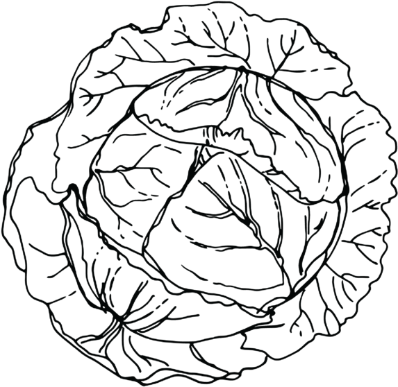 Png Royalty Free Library Cabbage - Library (1000x1200), Png Download