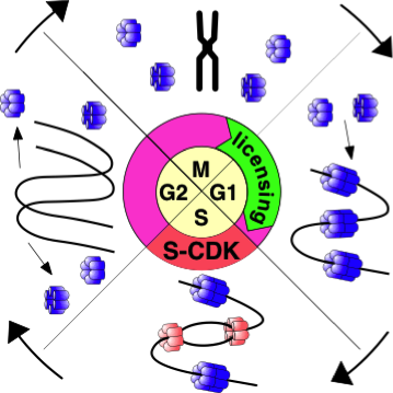In Order For Cell Division To Produce Two Daughter - Circle (359x359), Png Download