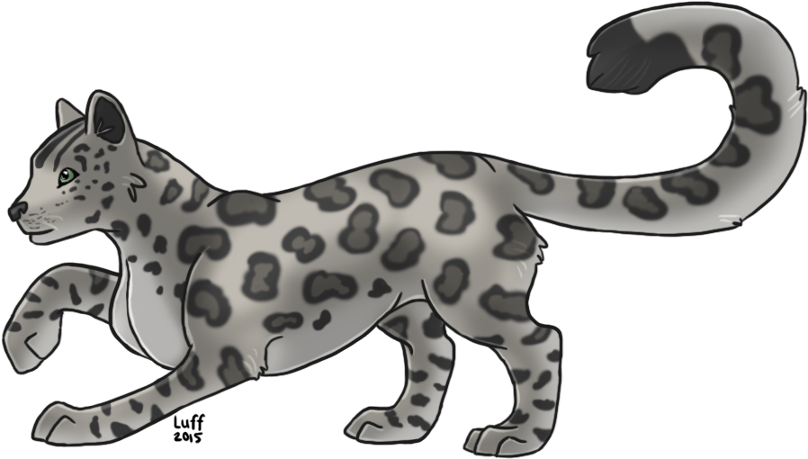 Snow Leopard - Clouded Leopard (910x520), Png Download