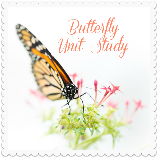 Butterfly Unit Study - Felicitas By Regina Felicitas Fieberg 9783864686474 (666x666), Png Download
