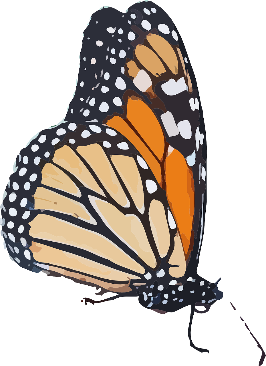 Forewing - Monarch Butterfly Png (465x640), Png Download