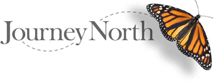 Home - Angangueo (720x296), Png Download